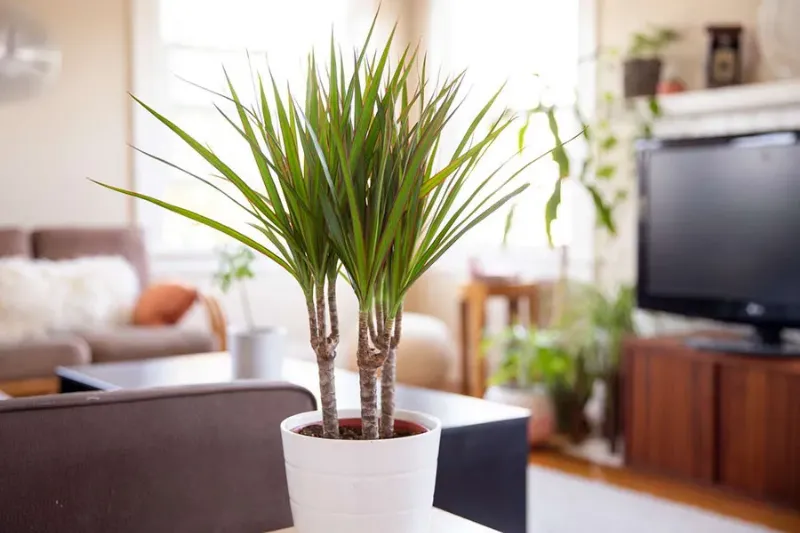 Đặc điểm cây thần tài núi