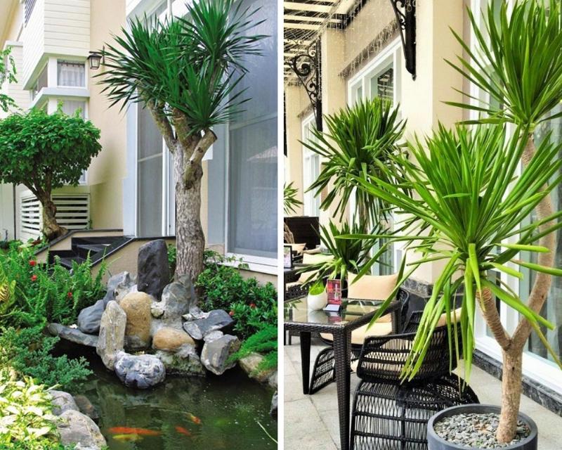 Cây thần tài núi và cây kim tiền