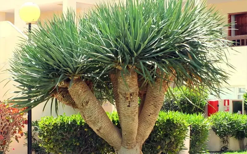 Cây thần tài núi vàng lá
