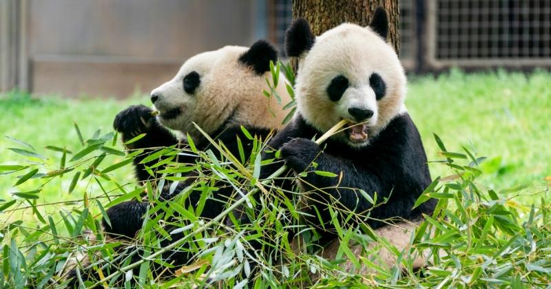Gấu trúc đang ăn tre