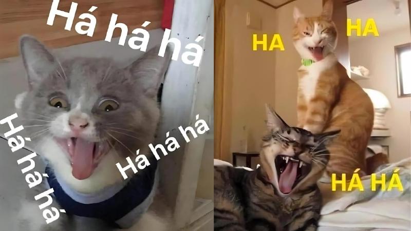 Hình ảnh chú mèo đang cười