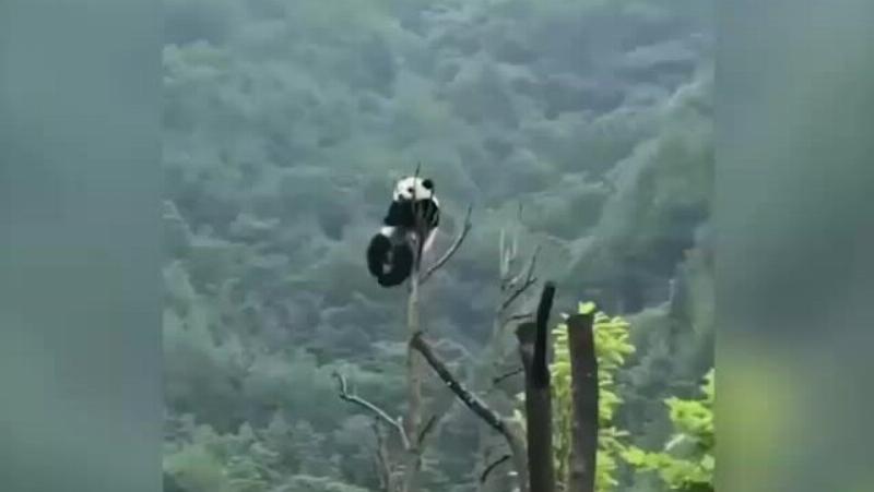 Gấu trúc leo cây
