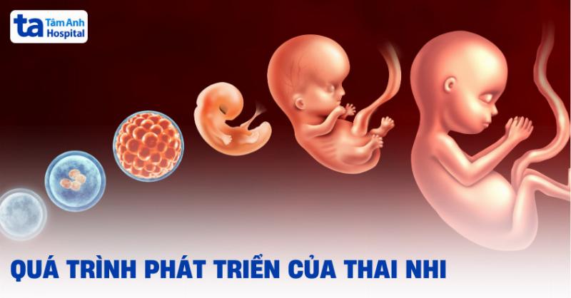 Thay đổi bên trong cơ thể mẹ bầu 1 tháng