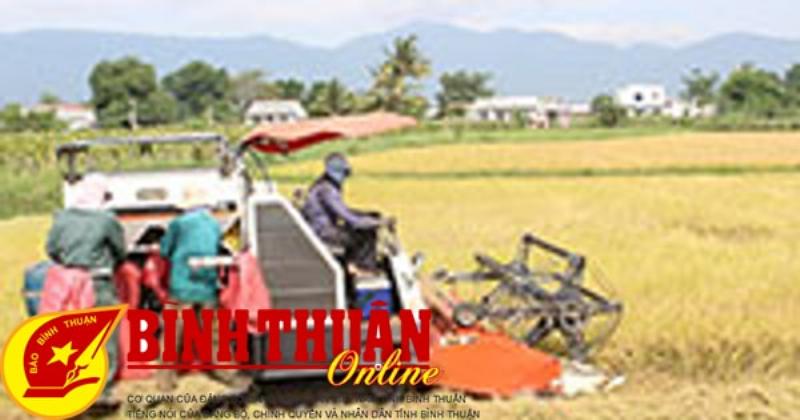 Cảnh đồng lúa chín vàng rực rỡ dưới ánh nắng mặt trời