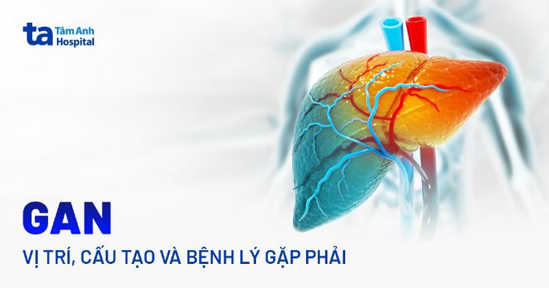 Hinh anh minh hoa cau tao co thang bung va cac dai gan tao thanh co bung 6 mui