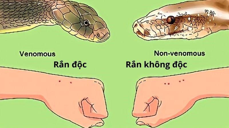 Hinh anh luong mat ong dung cam san moi mot con ran doc trong moi truong tu nhien