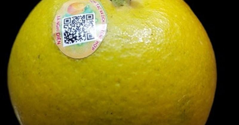 Cam Xã Đoài đặc sản Nghệ An, loại trái cây quý hiếm vỏ mỏng và vị ngọt thanh