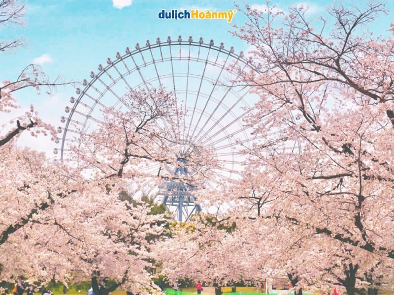 Cảnh quan một địa điểm ngắm hoa anh đào sakura nổi tiếng ở Nhật Bản, ví dụ như công viên hay bờ sông
