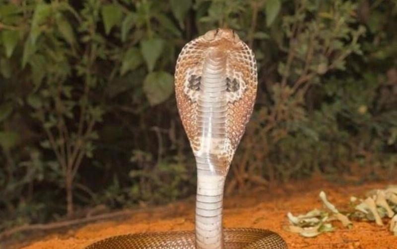 Một con rắn hổ mang bành đang bành mang, thể hiện sự hung dữ và khả năng sở hữu nọc độc mạnh mẽ, minh họa cho sự nguy hiểm của venom là gì