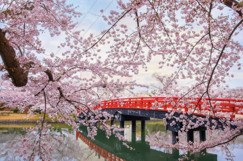 Khung cảnh hoa anh đào sakura nở rộ tuyệt đẹp dưới ánh nắng mặt trời