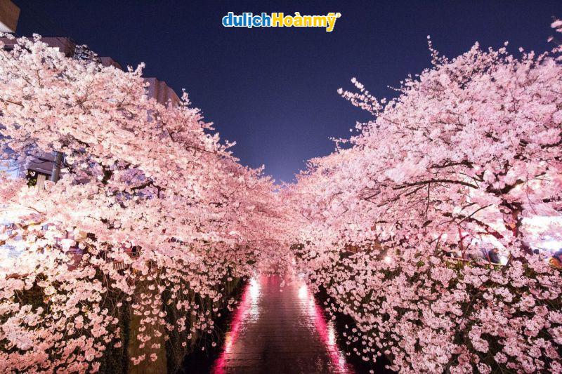 Bức tranh mô tả ý nghĩa văn hóa sâu sắc của hoa anh đào sakura trong đời sống người Nhật
